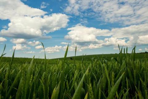华麦118小麦种子特征特性，每亩有效穗41.1万