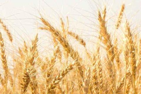 孟麦032小麦种子特征特性，生育期225.5天