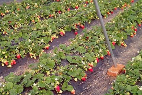 草莓青枯死苗发生的原因，高温高湿时易发病
