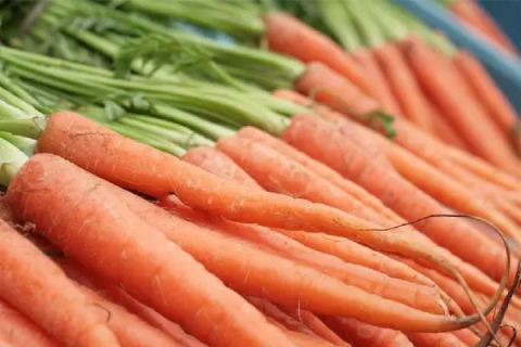 胡萝卜种植周期，需要多长时间收获