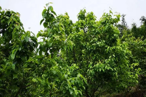 梨树生长周期，从种植到结果