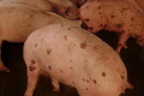 引起仔猪圆环病毒的原因，发霉变质的饲料中的霉菌毒素会诱发