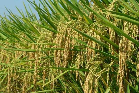 N两优6号水稻品种的特性，籼型两系杂交水稻品种