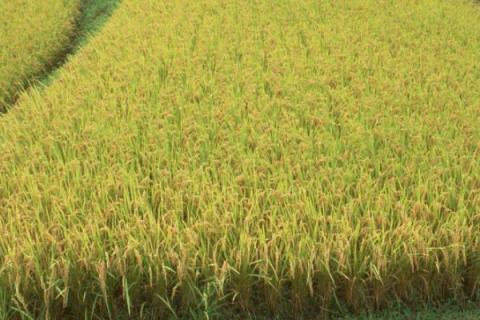 百香糯33水稻品种简介，晚稻7月上旬播种
