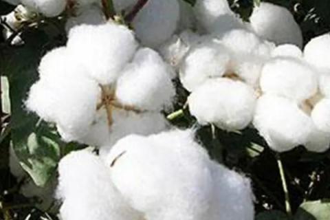 ZHM19棉花种子介绍，露地直播以4月下旬播种为宜