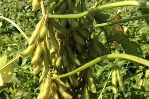 潍黑豆1号大豆种子特征特性，适宜播期为6月10～20日