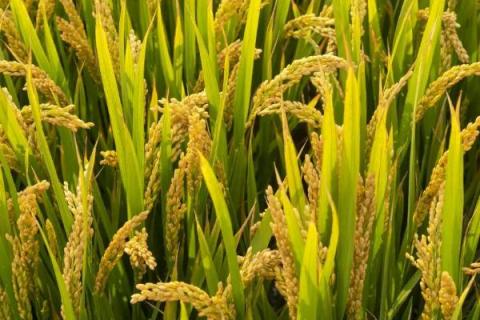 陵27优49水稻种子特征特性，抗性评价中抗