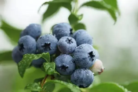 云南蓝莓几月份成熟，蓝莓挑选技巧