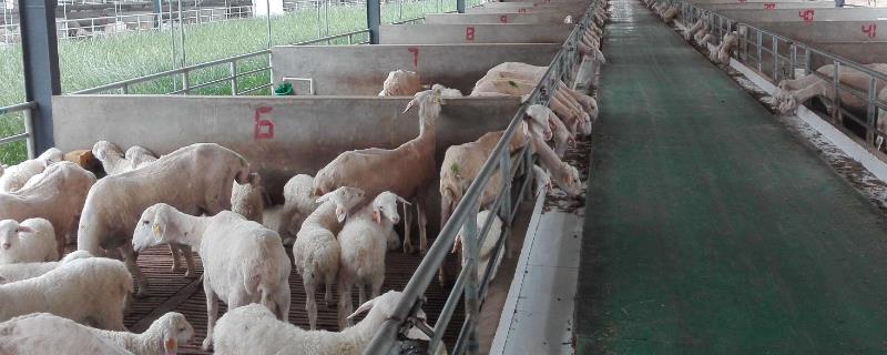 山羊夏季养殖方法，下雨天一般不放牧