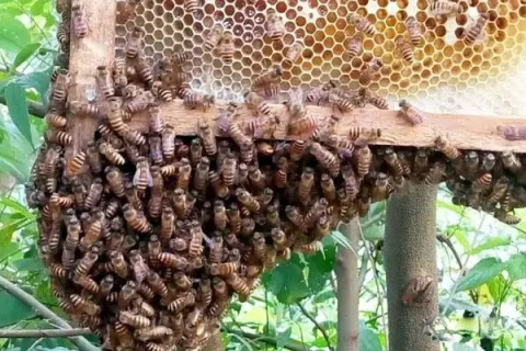 蜜蜂换箱不结巢，处理方法是什么