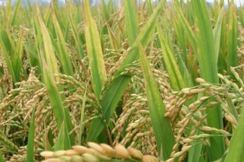 川作优8727水稻品种简介，综合防治病虫害