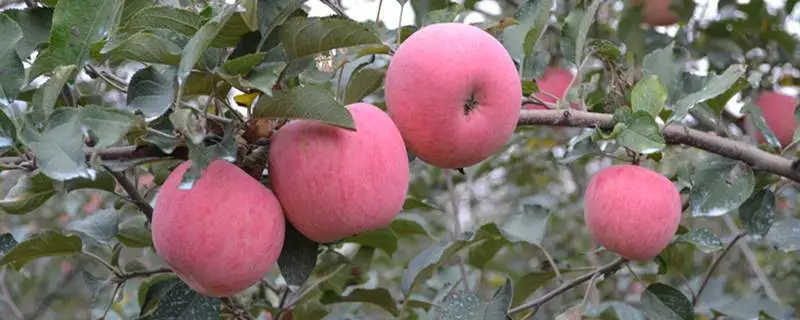 苹果树管理方法，清洁与病虫害预防