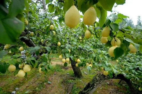 梨树生长周期，从种植到结果