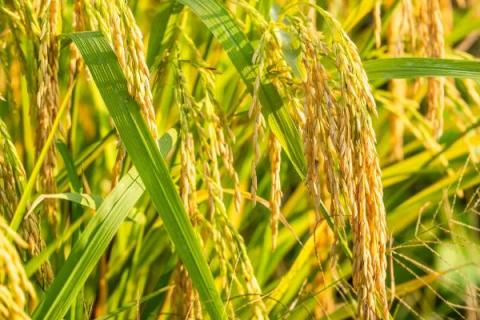 桂育糯188水稻种子特点，该品种属大穗中粒型品种