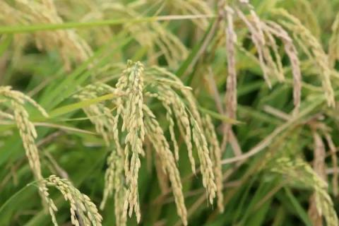 文糯2号（试验名称：文糯2号）水稻种子特征特性，及时做好病虫害的综合防治工作