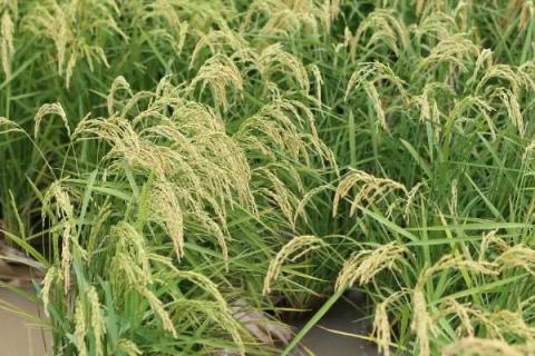 陵27优49水稻种子特征特性，抗性评价中抗