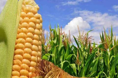 广德9玉米品种的特性，每公顷种植密度超过6万株