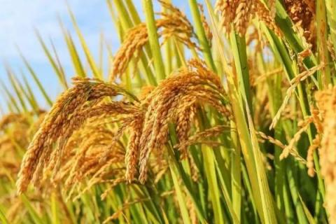 丰优9516（试验名称：丰优9516）水稻品种简介，根据当地的栽培习惯和土地肥力