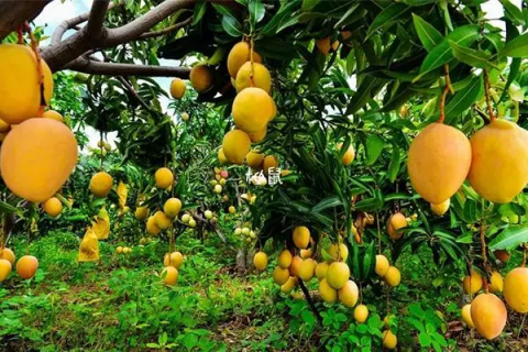芒果品种有哪些，这几个口碑不错的芒果