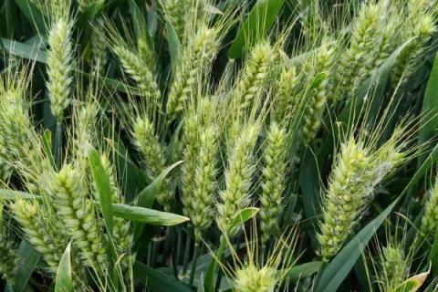 西农364小麦种子特点，该品种属半冬性
