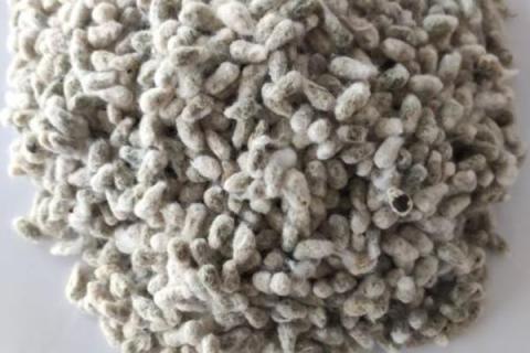 盛棉2号棉花种子特征特性，达到中绒陆地棉品种标准