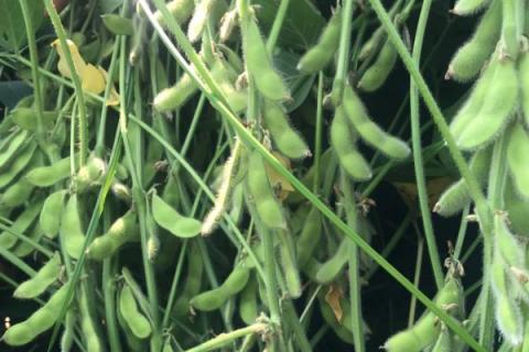 中黄301大豆种子特点，淮北中熟夏大豆品种