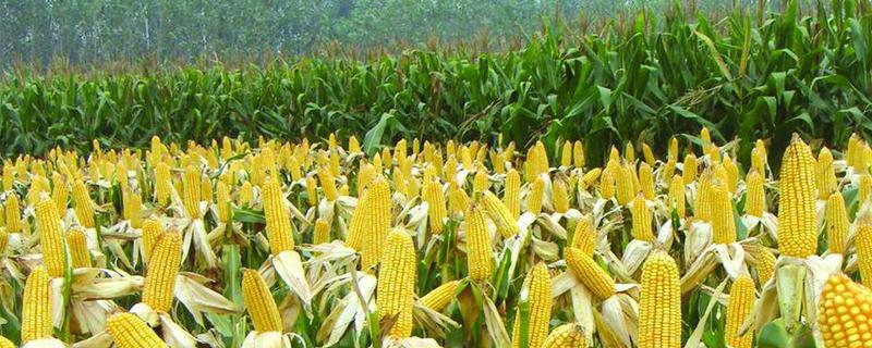 来玉219玉米品种简介，适宜播期4月下旬至5月中旬
