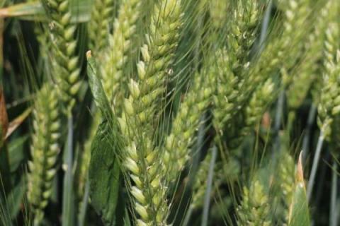 中麦93小麦品种的特性，全生育期251天