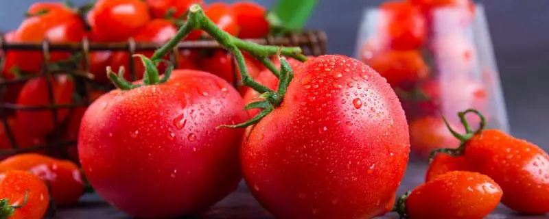 西红柿品种大全，你吃过哪几种