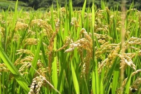 文优305（试验名称：文优305）水稻种简介，要注意防治穗稻瘟