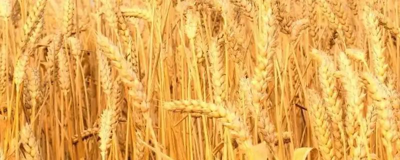 西农364小麦种子特点，该品种属半冬性