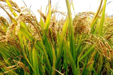 永丰优773水稻品种的特性，注意防治白叶枯病