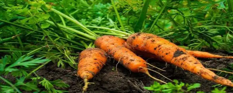 大棚种植胡萝卜技术，什么时候种植最佳