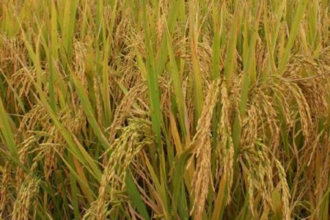 卓优4号水稻种子特征特性，籼型三系杂交稻品种