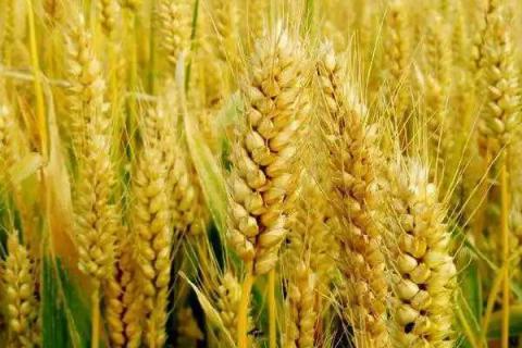 孟麦032小麦种子特征特性，生育期225.5天