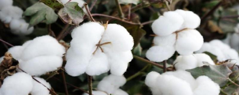 邯6305棉花种子特点，每亩种植密度