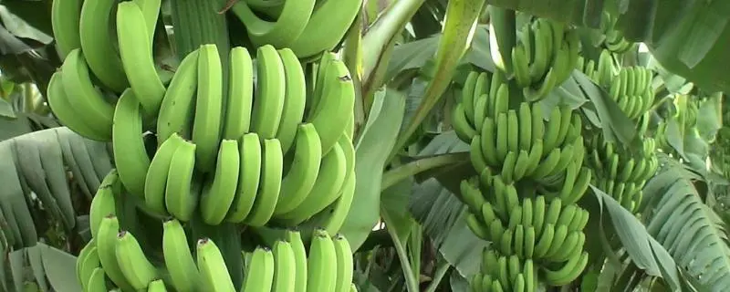 如何选择适合的香蕉品种，关于种植的小技巧