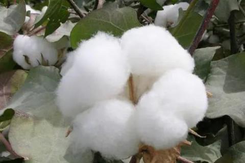 湘XP522棉花品种简介，转抗虫基因中熟杂交棉品种
