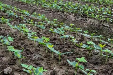 豆角刚发芽能不能浇水，如果土壤过于干燥便可浇水