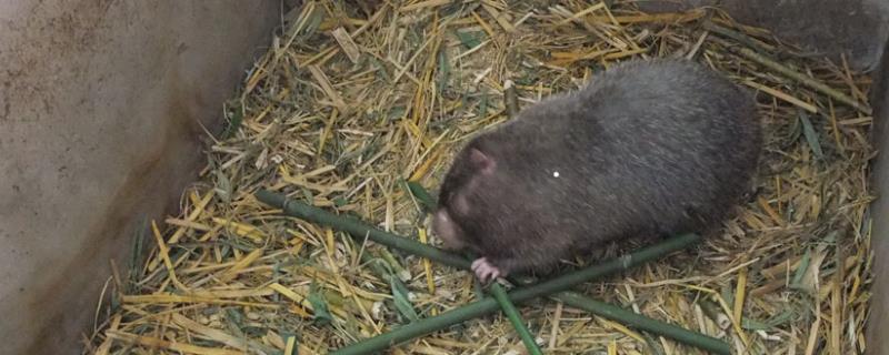 竹鼠高产养殖技术，种鼠配种每日1-2次