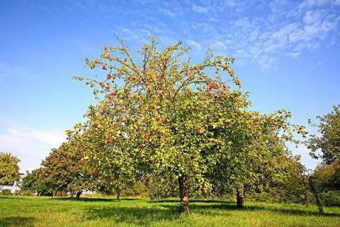 什么果树适合庭院种植，你家种的哪种