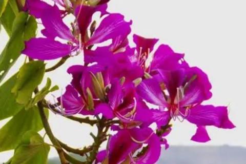 羊蹄甲是紫荆花吗，紫荆花不是羊蹄甲而是杂交新品种