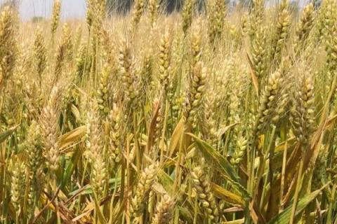 华麦118小麦种子特征特性，每亩有效穗41.1万