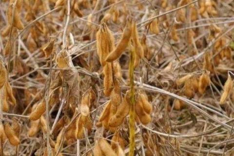 苏新5号大豆种子特点，每亩定植1.0万株左右