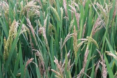 蓉优2123水稻种简介，综合防治病虫害