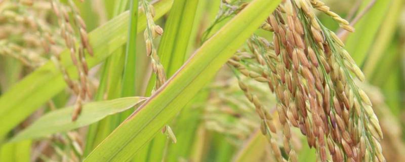 隆两优150水稻品种简介，晚造平均全生育期115天