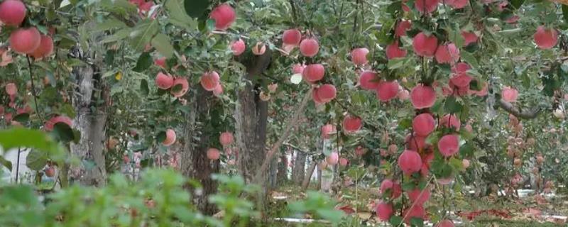 陕西洛川苹果怎么样，果型端正美观且色泽鲜亮