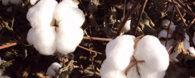 F015-5棉花种子特征特性，非转基因早熟常规品种