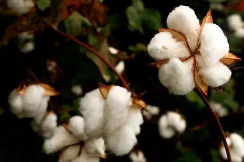 邯901棉花品种的特性，肥力较差的地块6000株