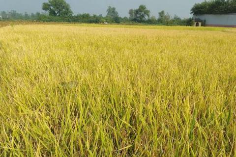 创两优513水稻种子介绍，全生育期为152.3天